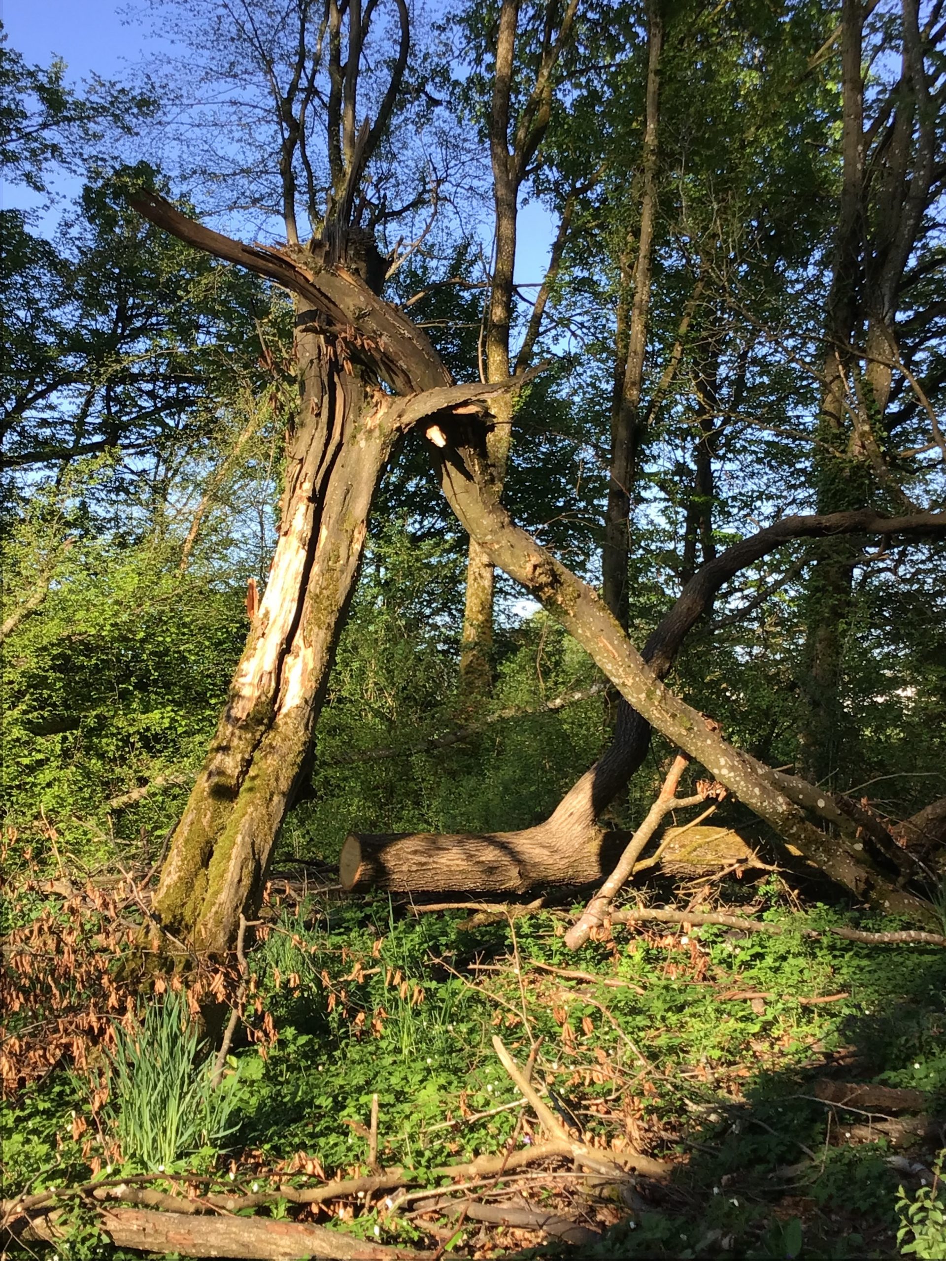 {{brizy_dc_image_alt imageSrc=